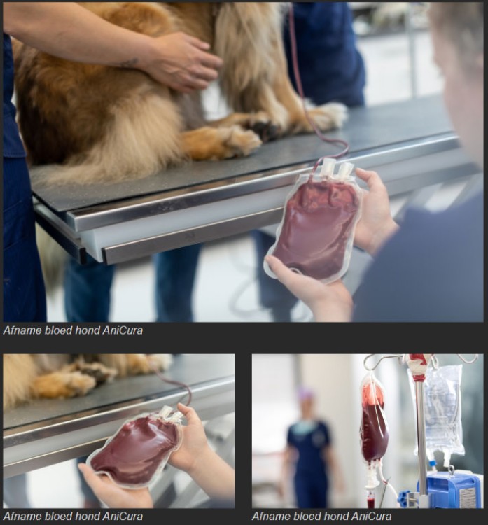 Dringende behoefte aan meer bloeddonoren onder honden en katten