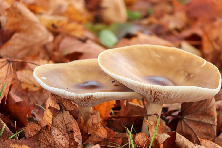 Lezing 'Paddenstoelen'