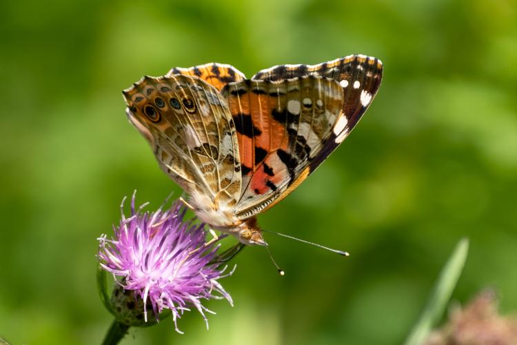 Zomer vol leven in de Heemtuin