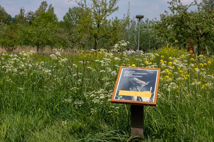 Beleef de zomer tijdens een begeleide wandeling in de Heemtuin