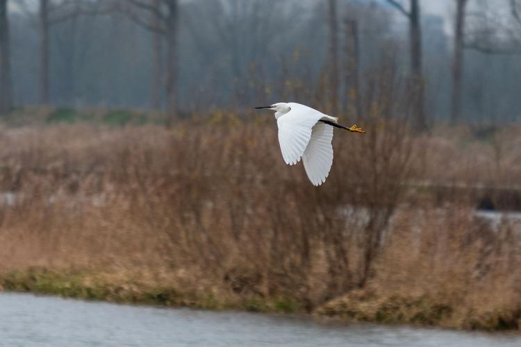 Een kijkje achter de schermen in de Biesbosch door boswachter Jonathan