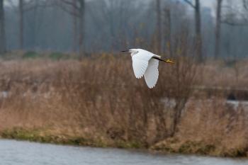 Een kijkje achter de schermen in de Biesbosch door boswachter Jonathan