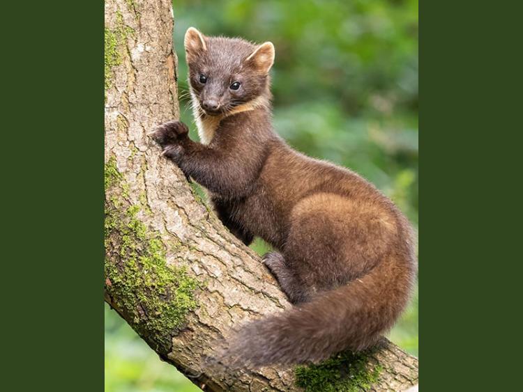 Familiedag: Ontdek de kleine marters bij de Natuur- en Vogelwacht