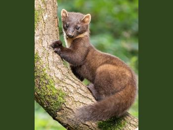 Familiedag: Ontdek de kleine marters bij de Natuur- en Vogelwacht