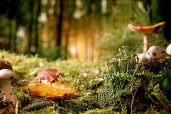 Herfstwandeling door het Alblasserbos naar het Stambos