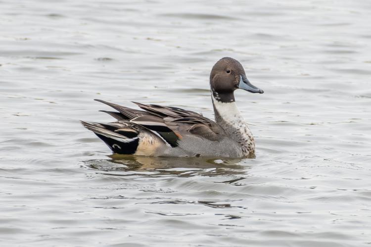 Foto-excursie Avelingen: Vogels kijken en fotograferen