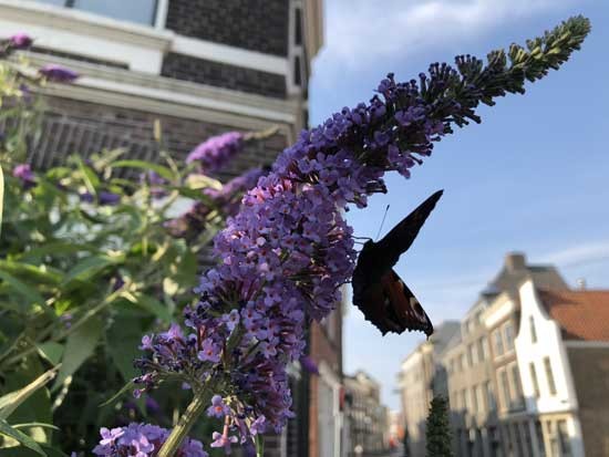 Gratis advies voor groene en diervriendelijke tuin
