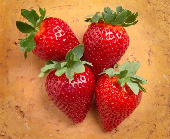 Nieuwe sappige winteraardbei Calinda vanaf februari ook in de schappen in de Drechtsteden