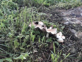 Kinderstruintocht in het bos (4-12 jaar)