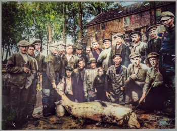 Album afbeelding 1: De vangst van een Steur bij het Krabbegors in Dordrecht circa 1920