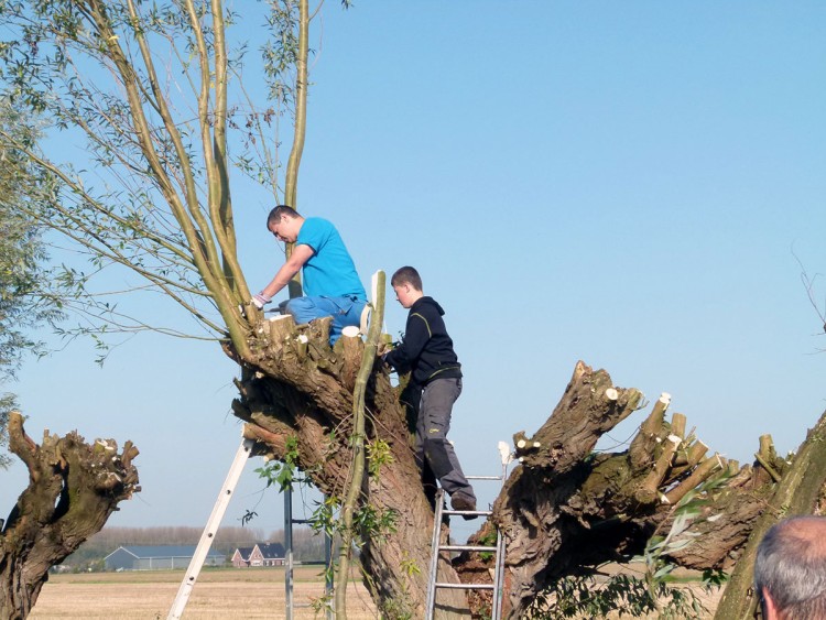 Wilgen knotten gespot in de Biesbosch